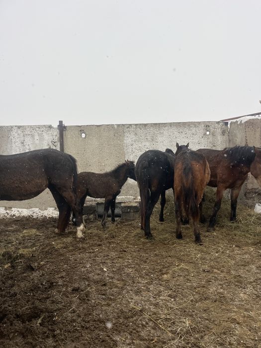 Продается кобылы,жеребцы,жеребята