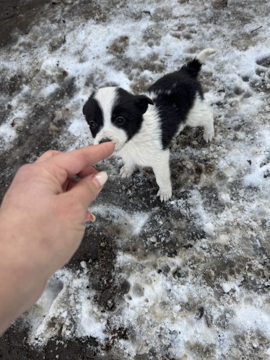 Отдам в добрые руки щенята