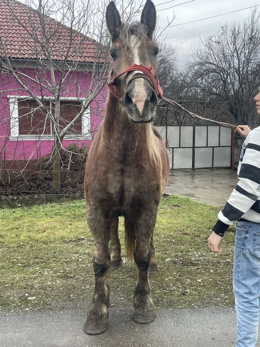 Vand manza de 3 pe 4 ani foarte blanda!