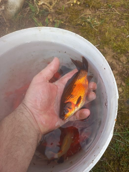 Vând  Caraș gold fish