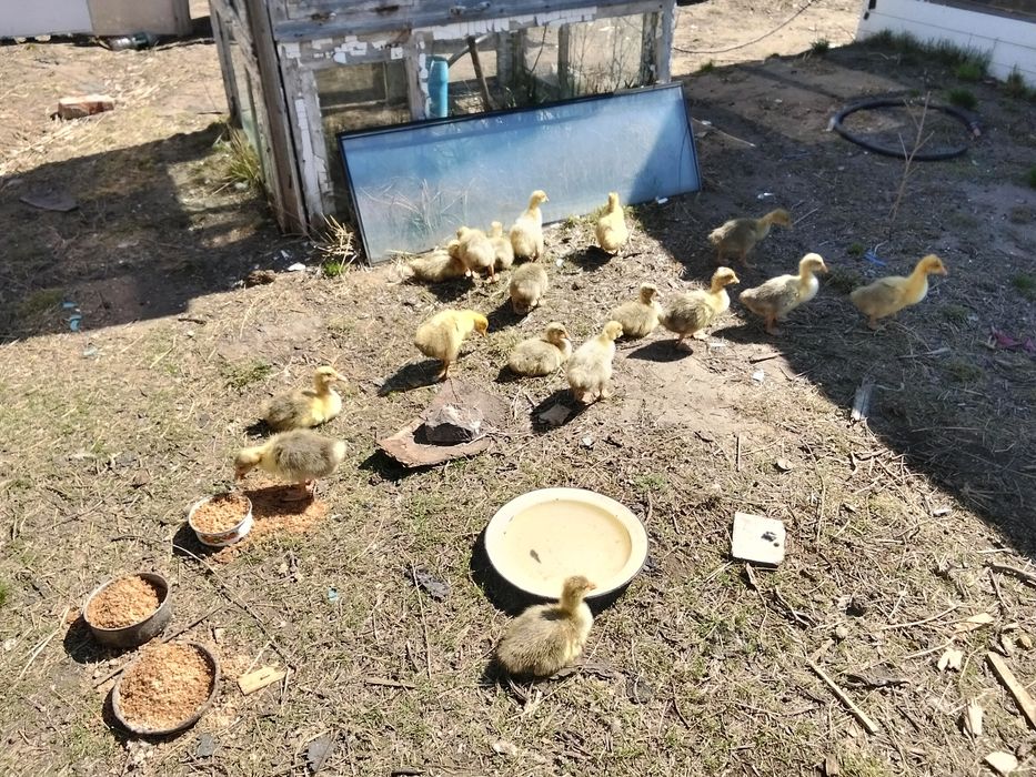 Здравствуйте!продам гусят 2 недели