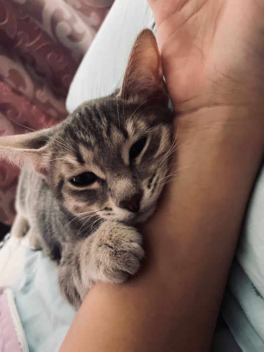 Египетская кошка мау