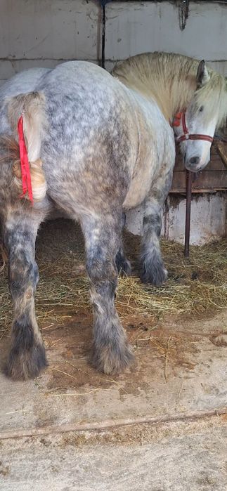 manza ardeneza   grea