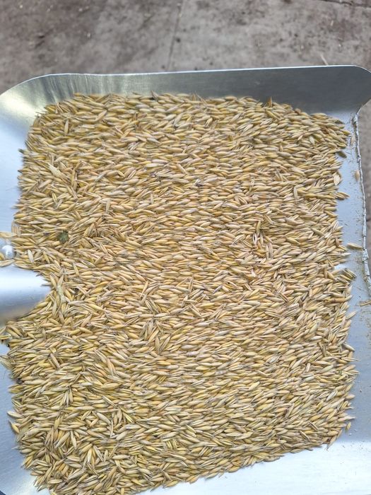 Vand ovaz de primavara