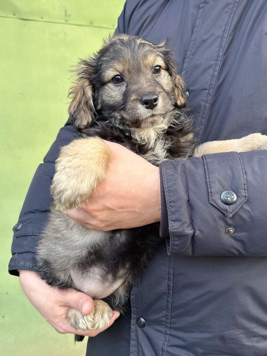 Ухоженные щенки ищут дом