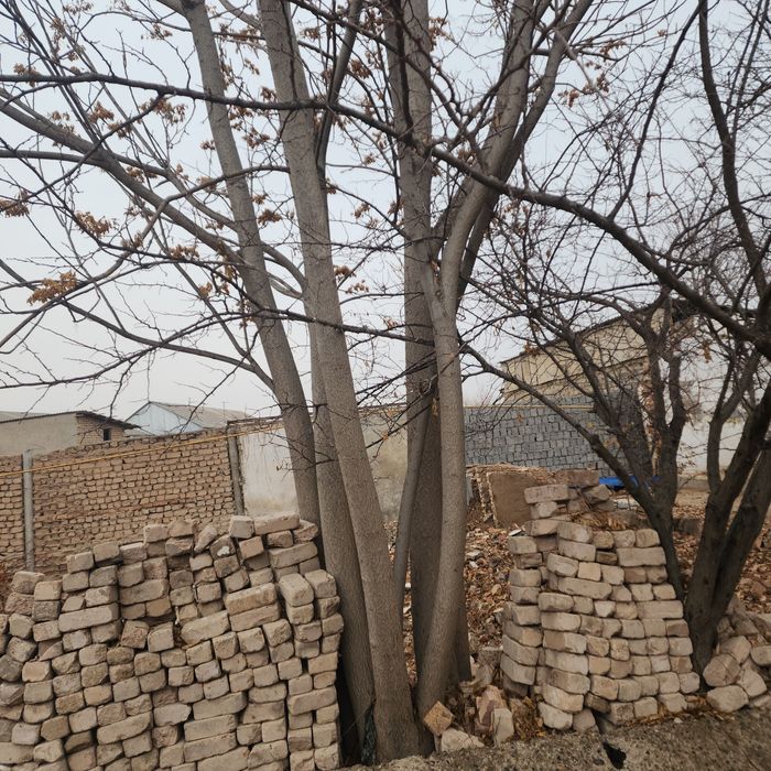 O'tin va vassaliklar sotiladi