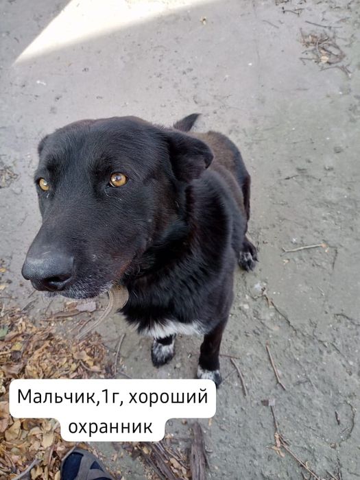 Собачка в добрые,ответственные  руки