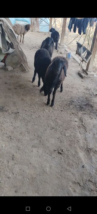 Гусар кочкорлар сотилади