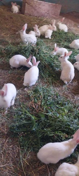 Toza narsalar bilan boqilgan