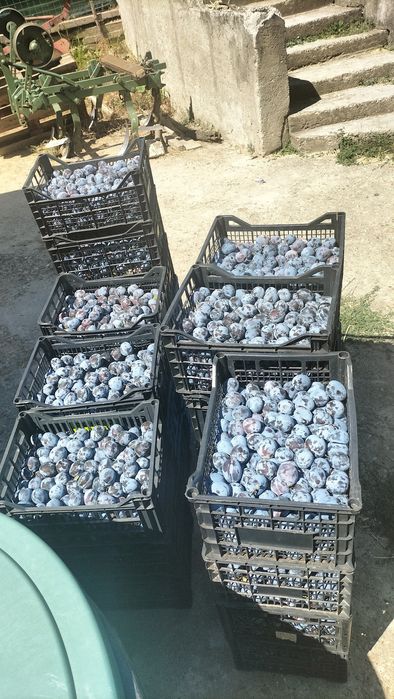 Vând Prune pentru țuică