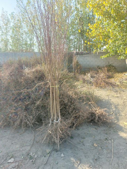 Mevali ko'chatlar bor. Olma Nok O'rik Shaftoli Gilos sotiladi