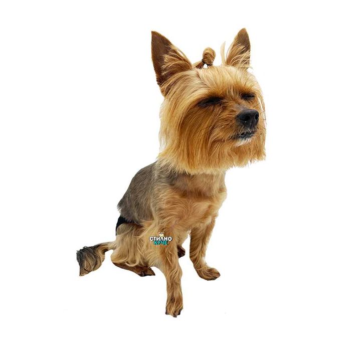 Хигиенни гащи за женски кучета Гащи за женско куче Кучешки гащи