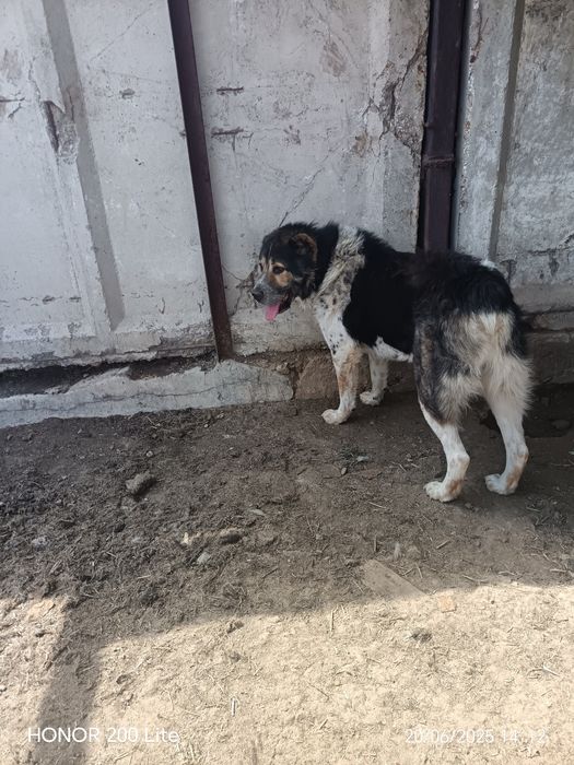 Тобет САО Алабай