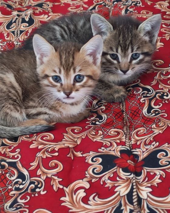 Котенки, милые котенки, отдадим бесплатно в хорошие руки