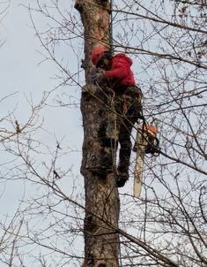 Обрезка дерево,быстро,качественно,вывоз