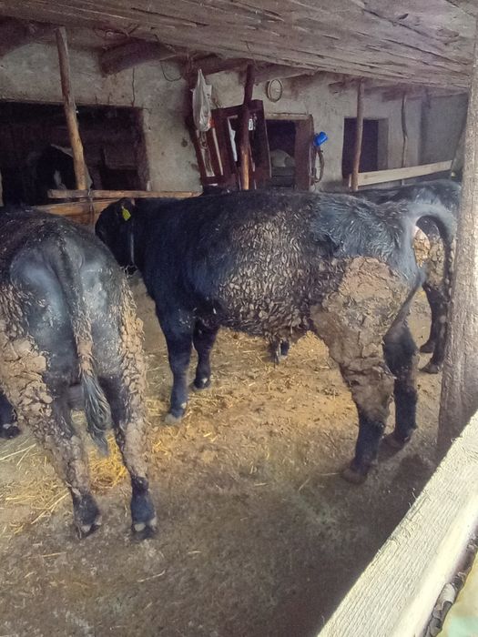 Vând viței de rasă