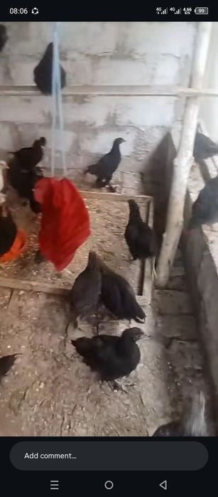 Qora shagʻzoda, austrolop, yoki Qora tovuq yoki joʻjalari boʻlsa