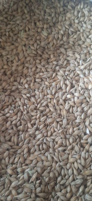 Овёс в мешках Костанай