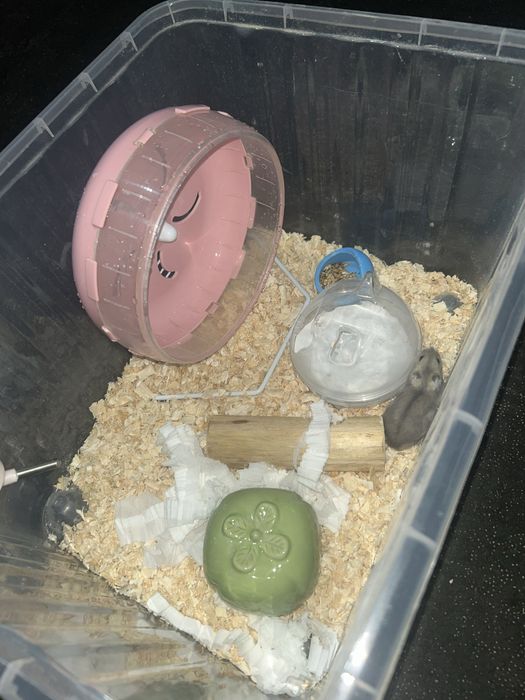 хомяк 2 месяца, со всем необходимым