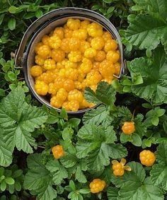 Arbuști Fructiferi (Zmeur Galben )