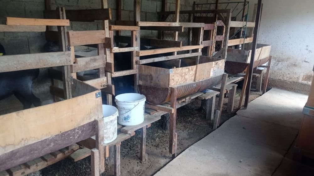 Семіз койлар сатылады