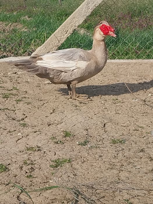 Vând rățoi mut/leșes