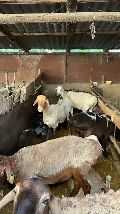 Продажа баран кой сатылады