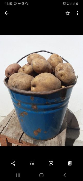Продам едовую картошку.