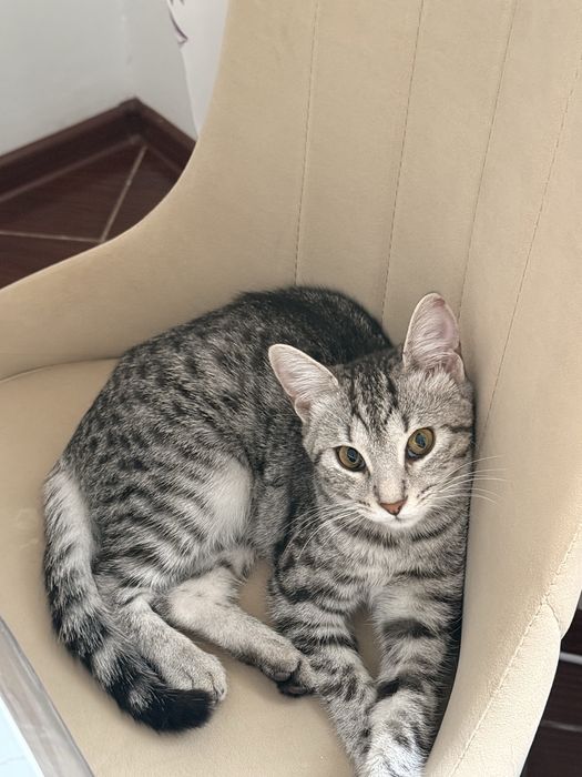 Кошка пародистый
