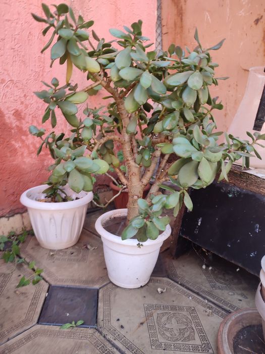 Денежное дерево продам