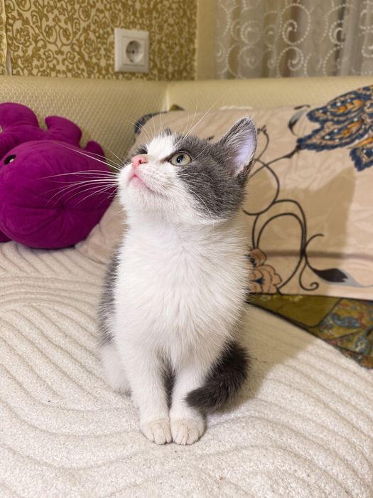 Ищем семью для котенка