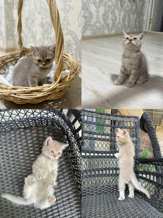 Scottish fold, strayt