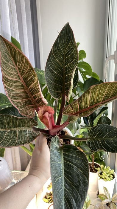 Филодендрон биркин пинк