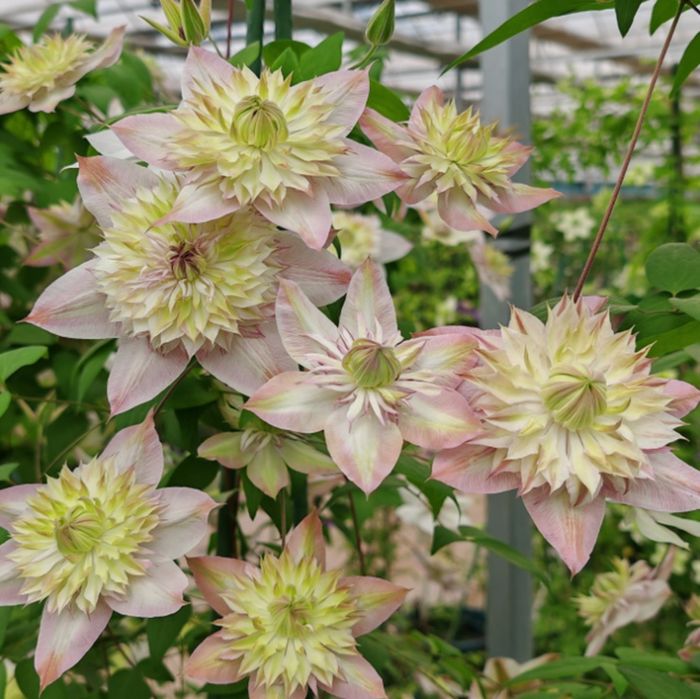 Клематисы в наличии