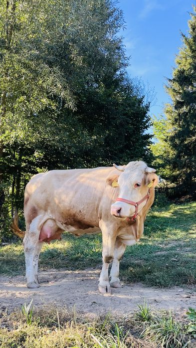 Vaca de vanzare baltata romaneasca