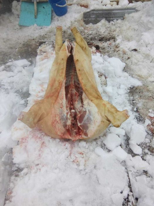Мясо свинина свежее