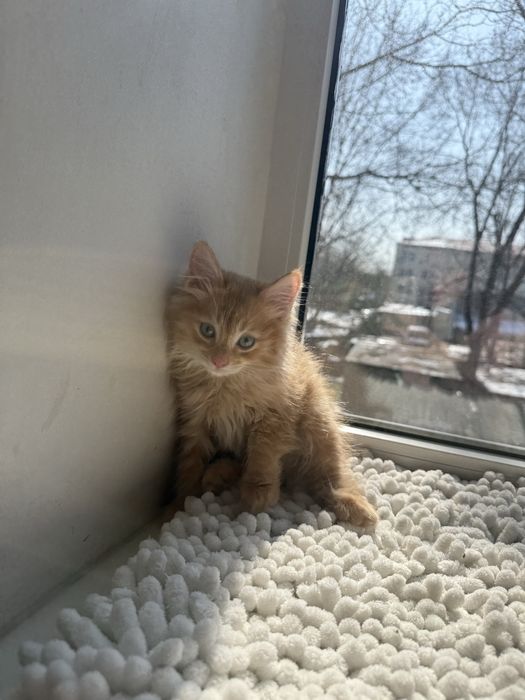 Котенкти мейкун сибирьская .