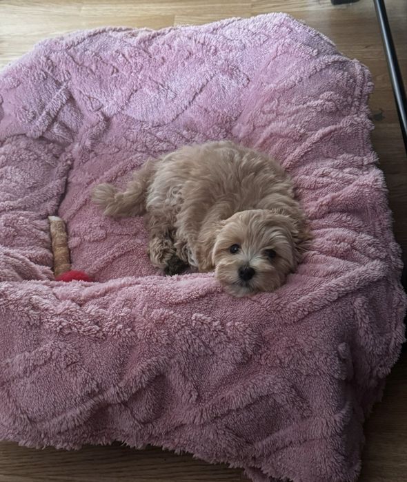 Pet sitting/Dog Boarding