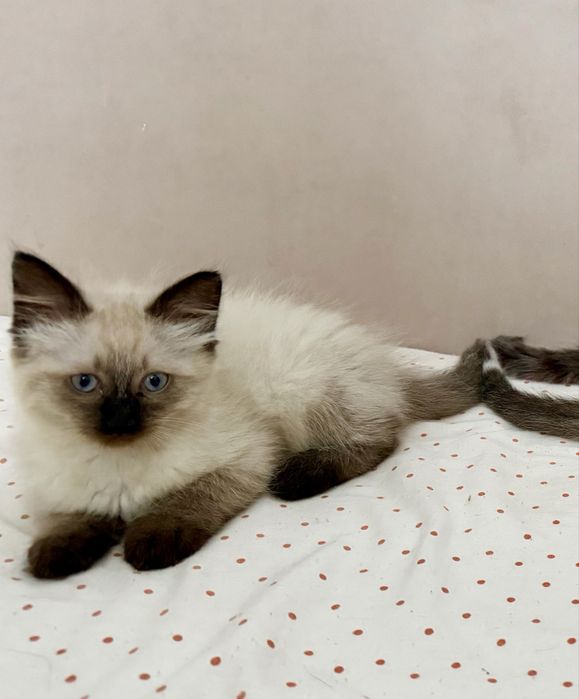 Pui Ragdoll pufosi