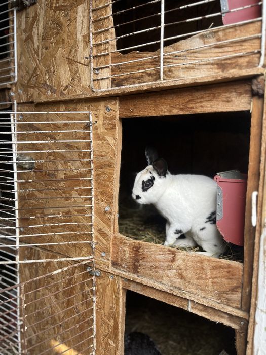 Iepurasi de companie