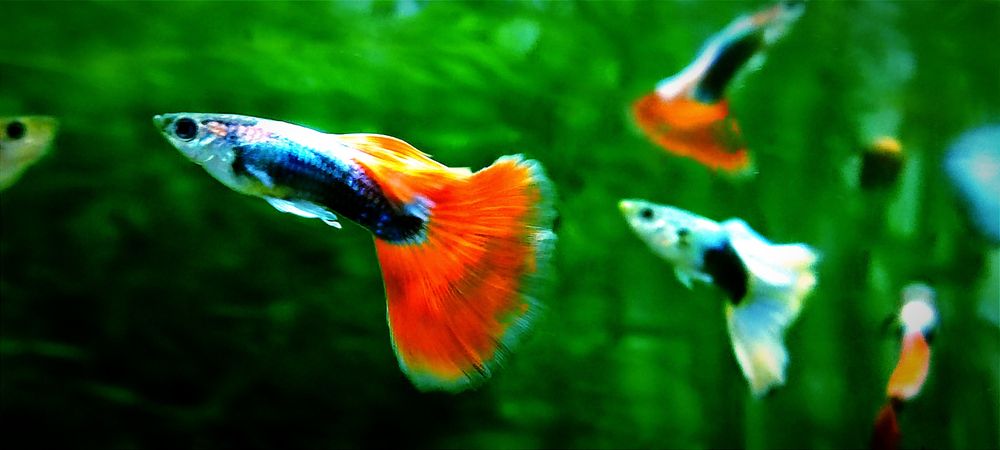 Самцы гуппи Уй балик эркаклар