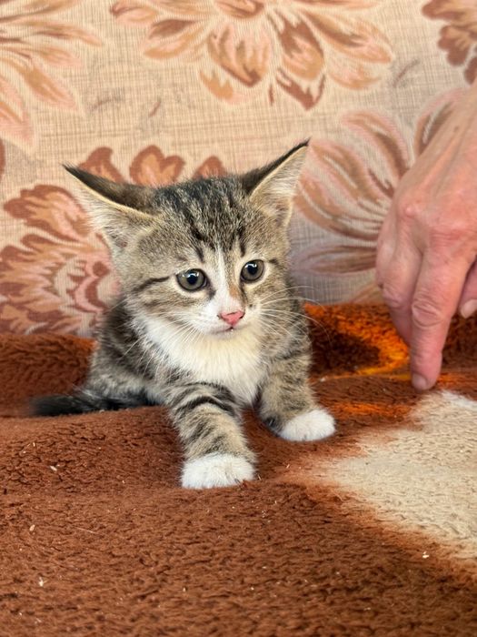Котята в добрые руки.