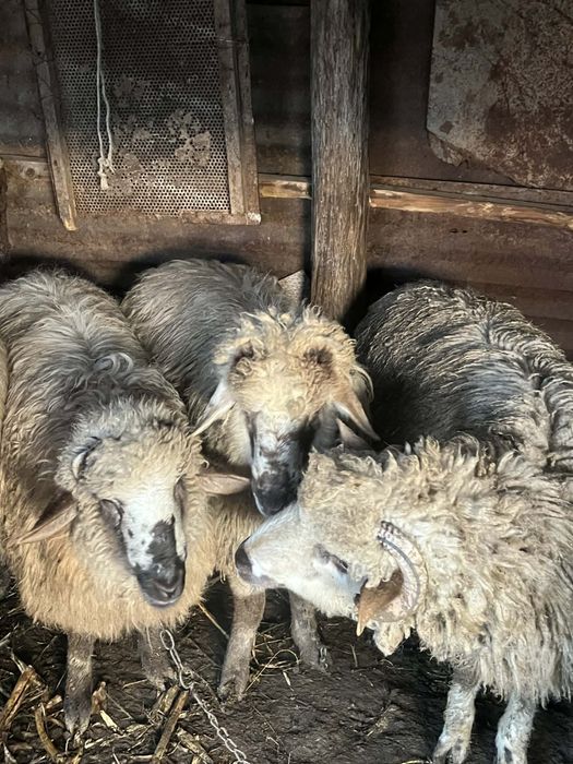 De vânzare 5 berbeci, pt mai multe detalii la nr de telefon