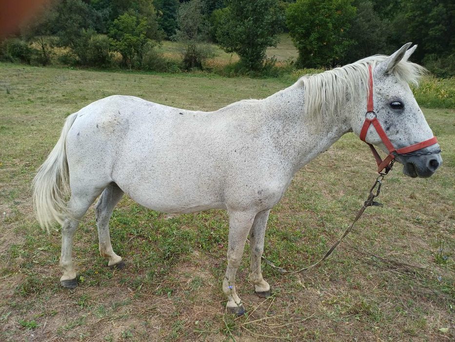 Vând Cal Alb FRUMOS