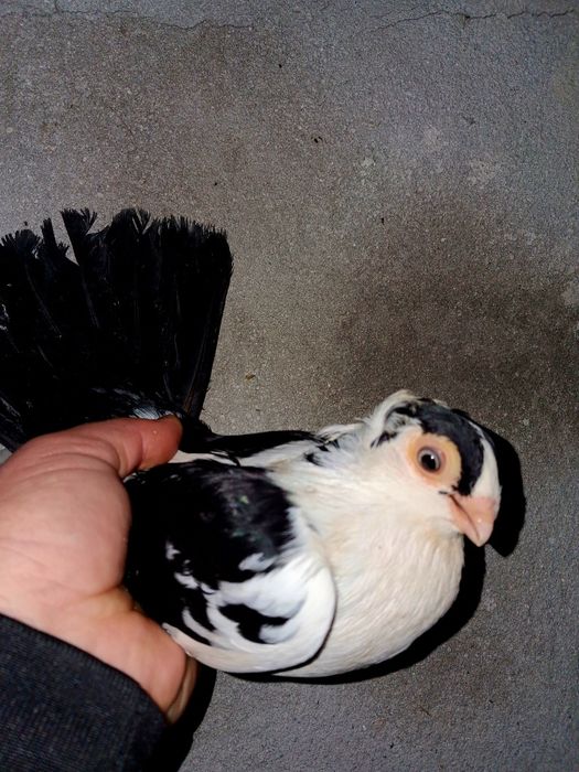 Schimb cu gainusi sau fazani