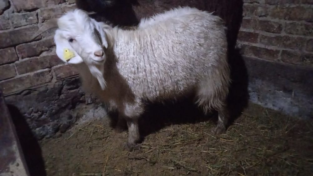 Продам козликов!