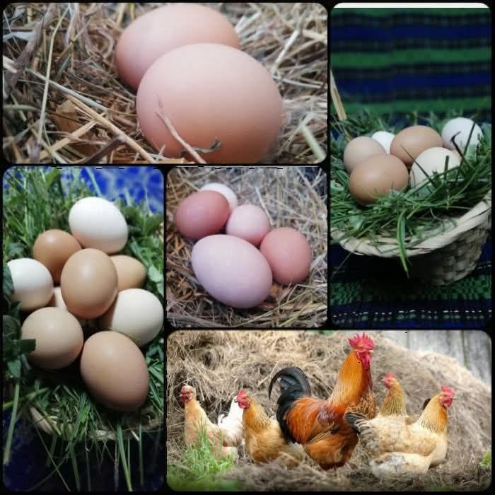 Ouă de casă - Șercăița