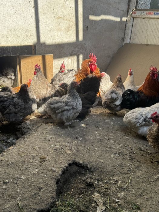 Продам карликовых курей
