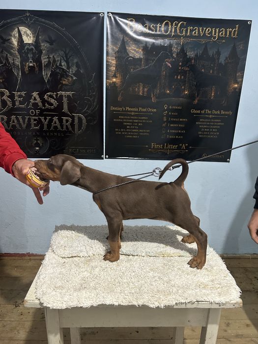 Dobermann.