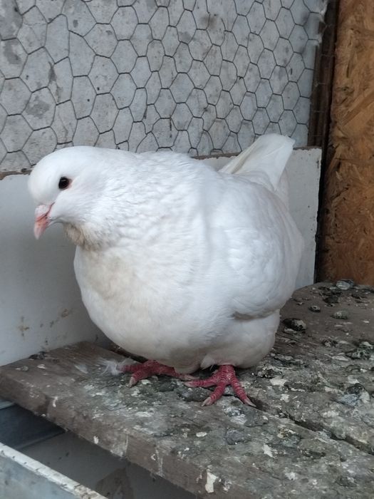 Pereche mondaini albi